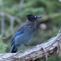 Stellers Jay